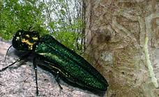 emerald ash borer.jpg